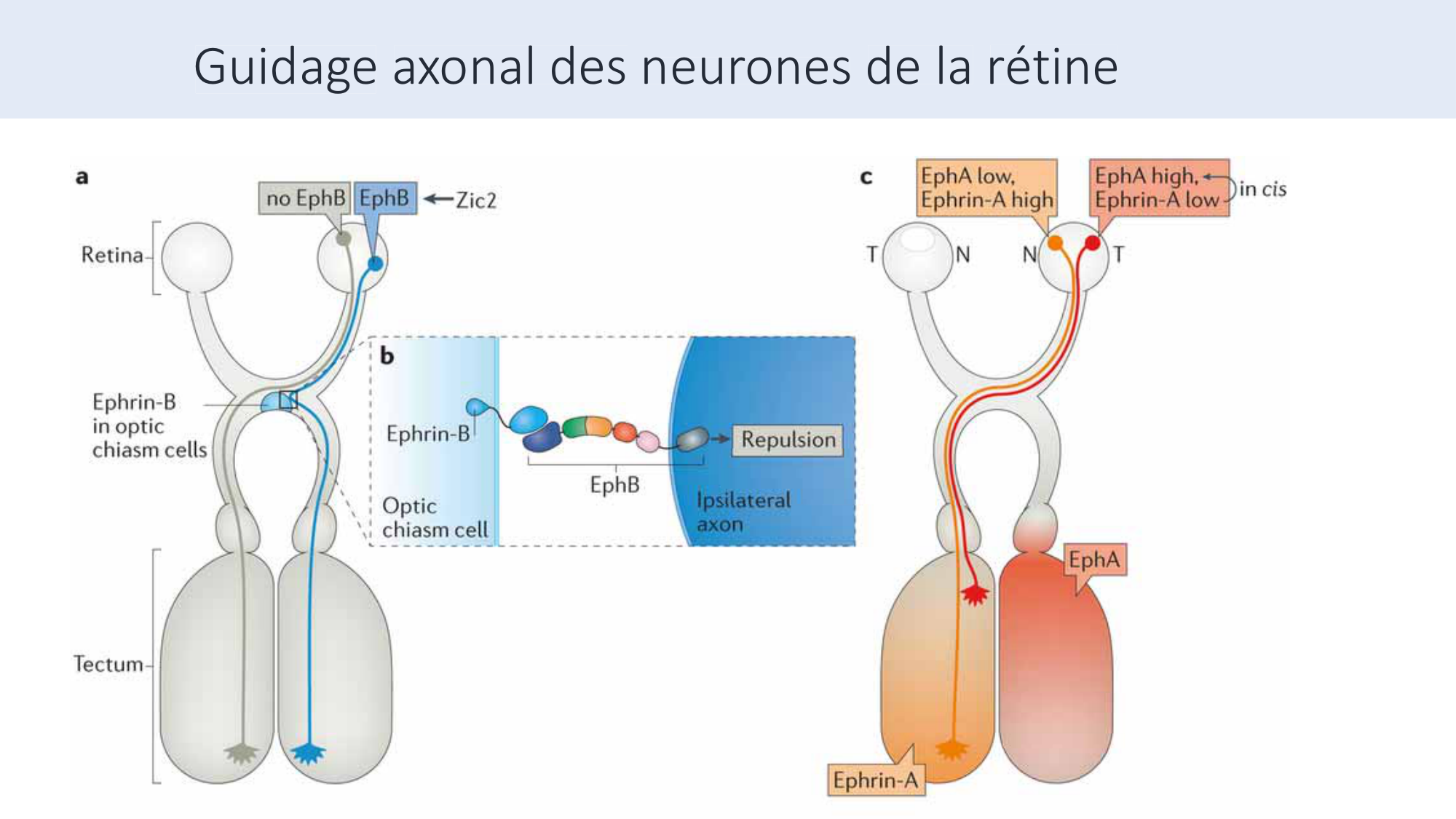 Jabaudon Cours3 23Nov2016 page 47