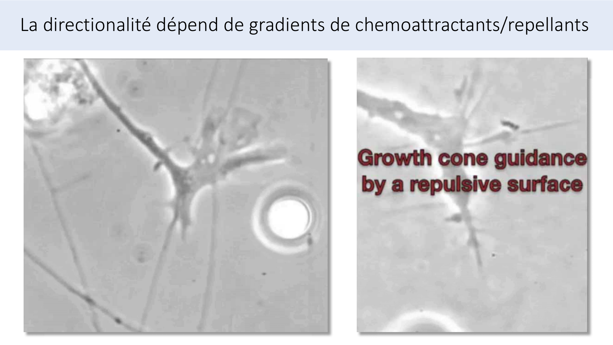 Jabaudon Cours3 23Nov2016 page 49