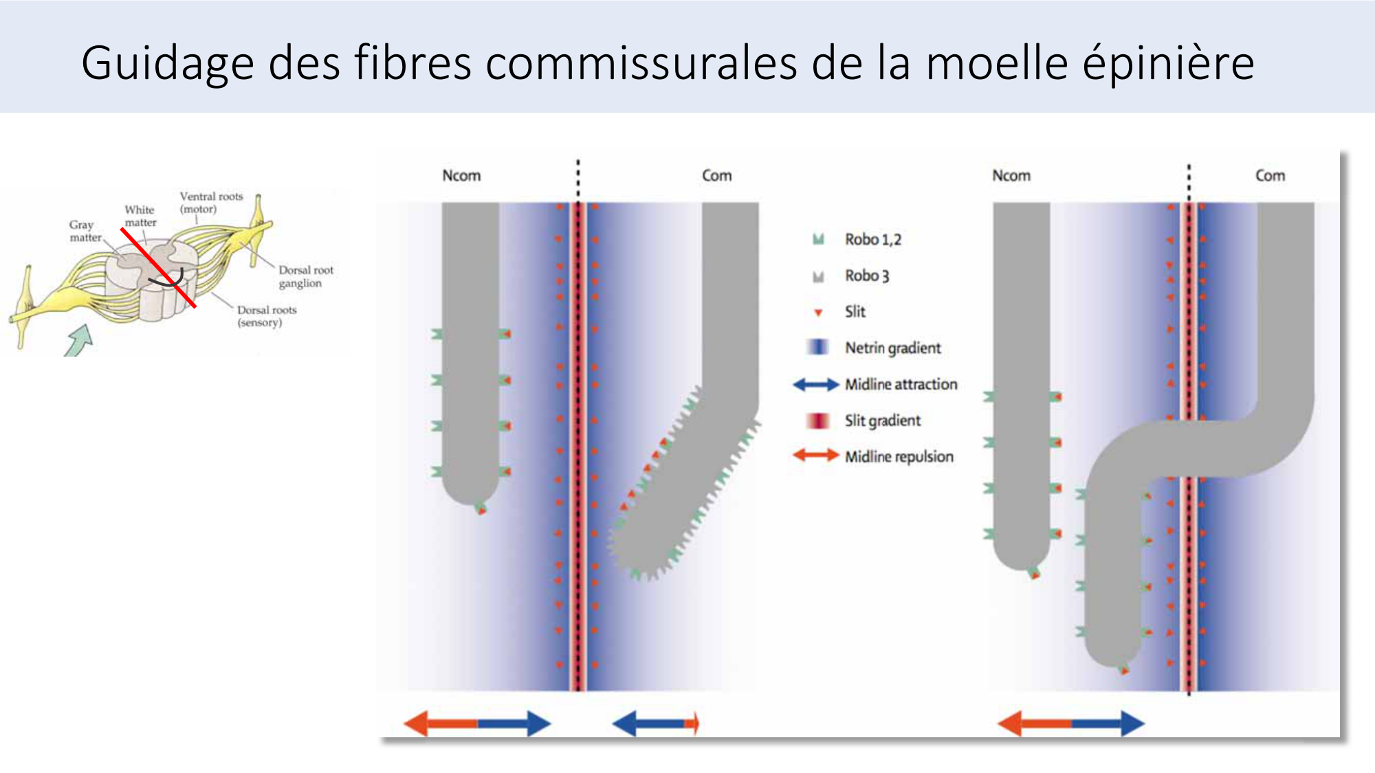 Jabaudon Cours3 23Nov2016 page 50