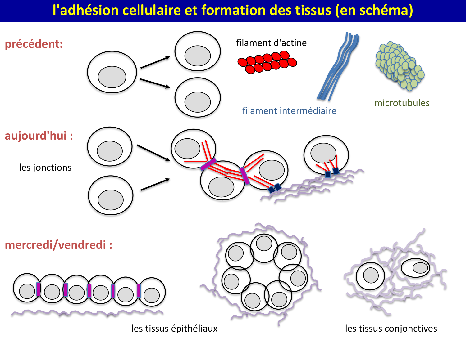 Molécules d’adhésion cellulaire page 3