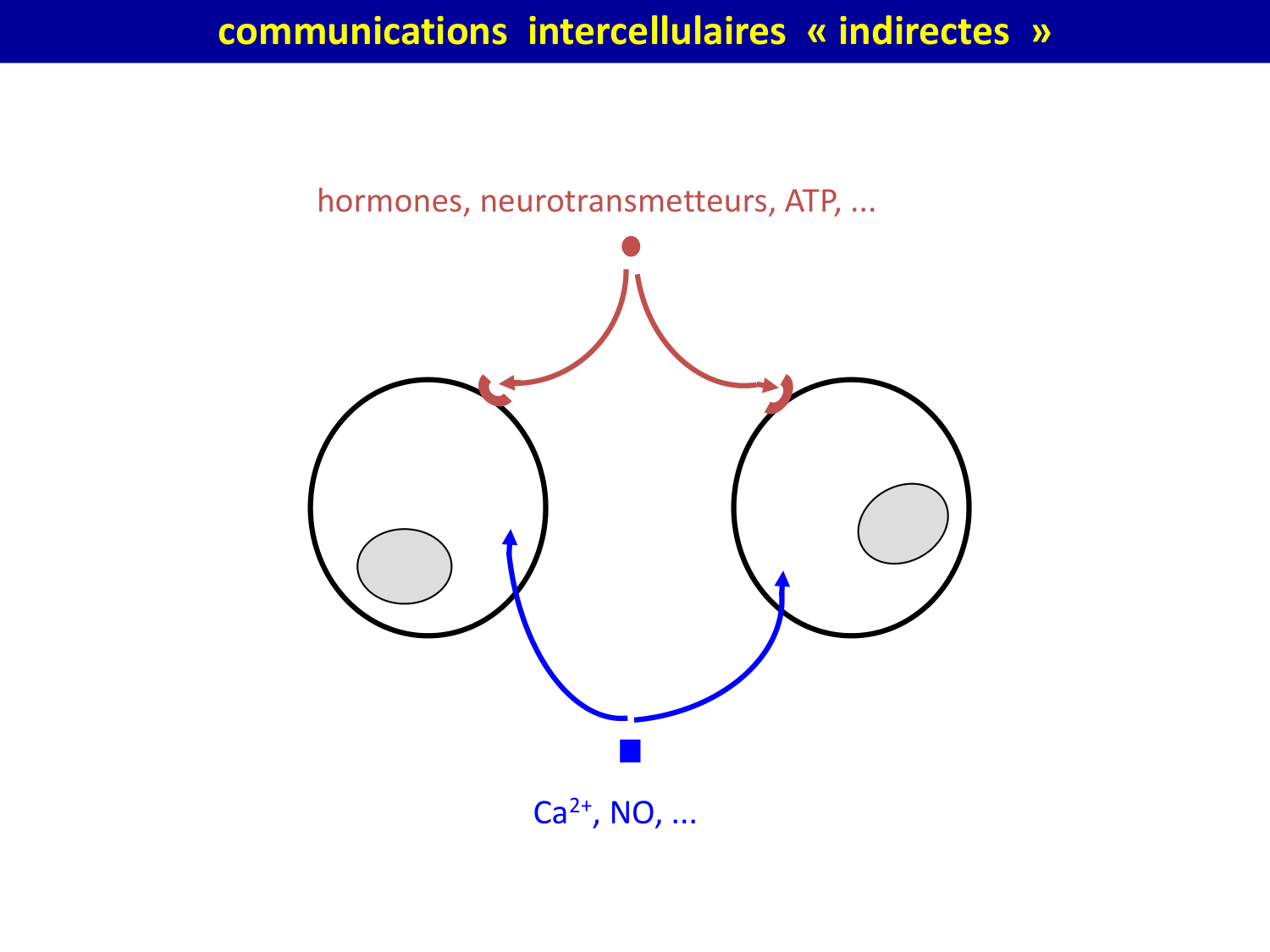 Molécules d’adhésion cellulaire page 5