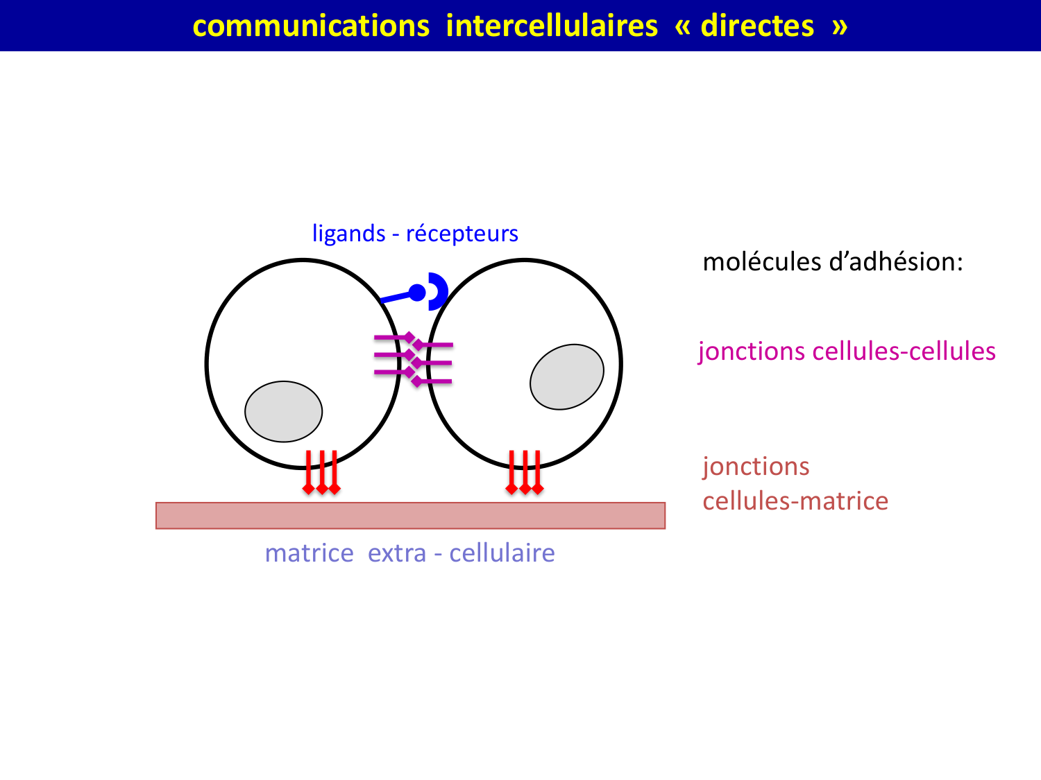 Molécules d’adhésion cellulaire page 6