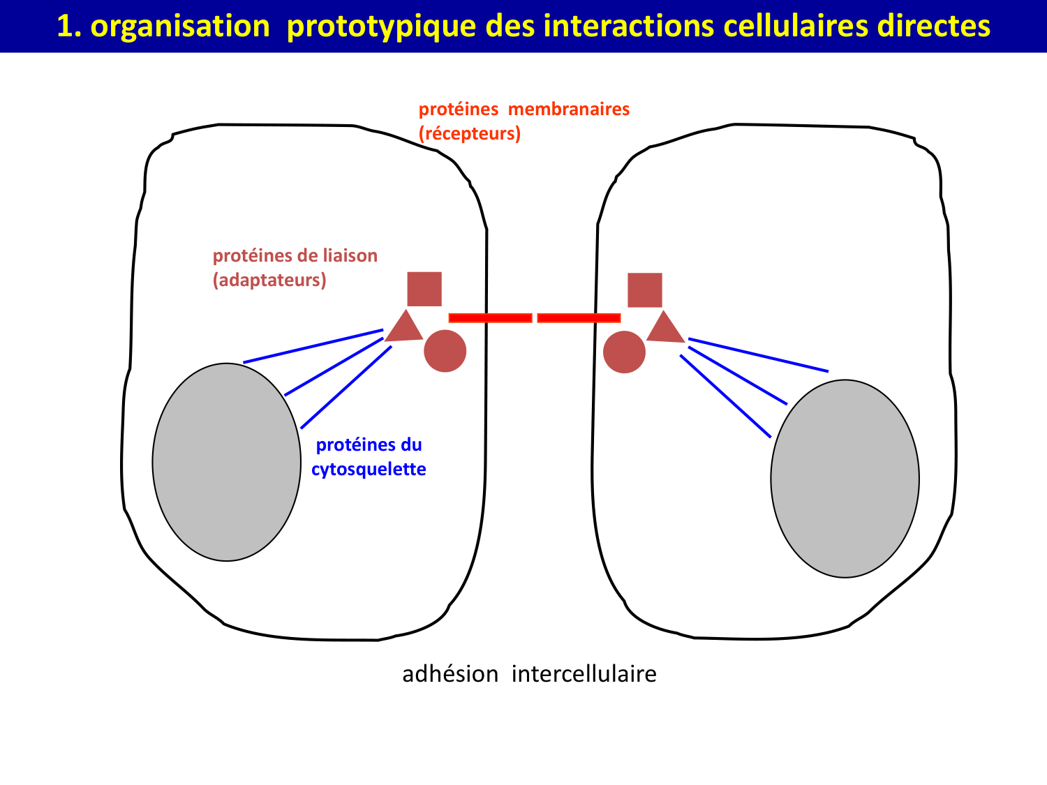 Molécules d’adhésion cellulaire page 8