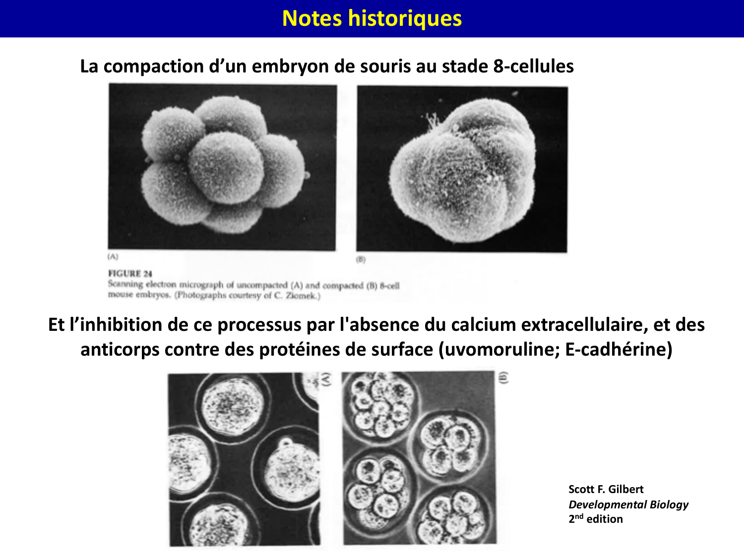Molécules d’adhésion cellulaire page 9