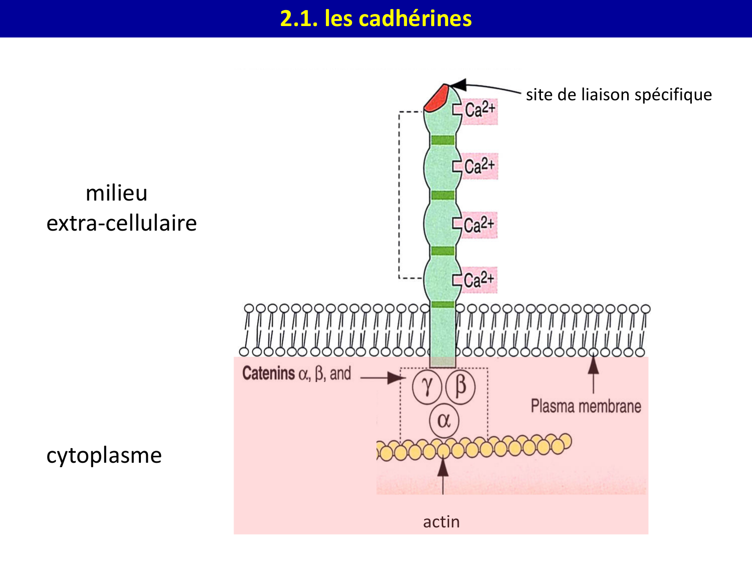 Molécules d’adhésion cellulaire page 12