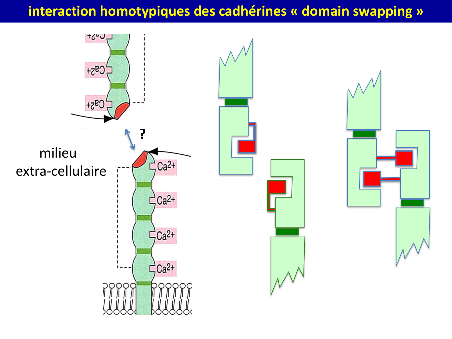 Molécules d’adhésion cellulaire page 13
