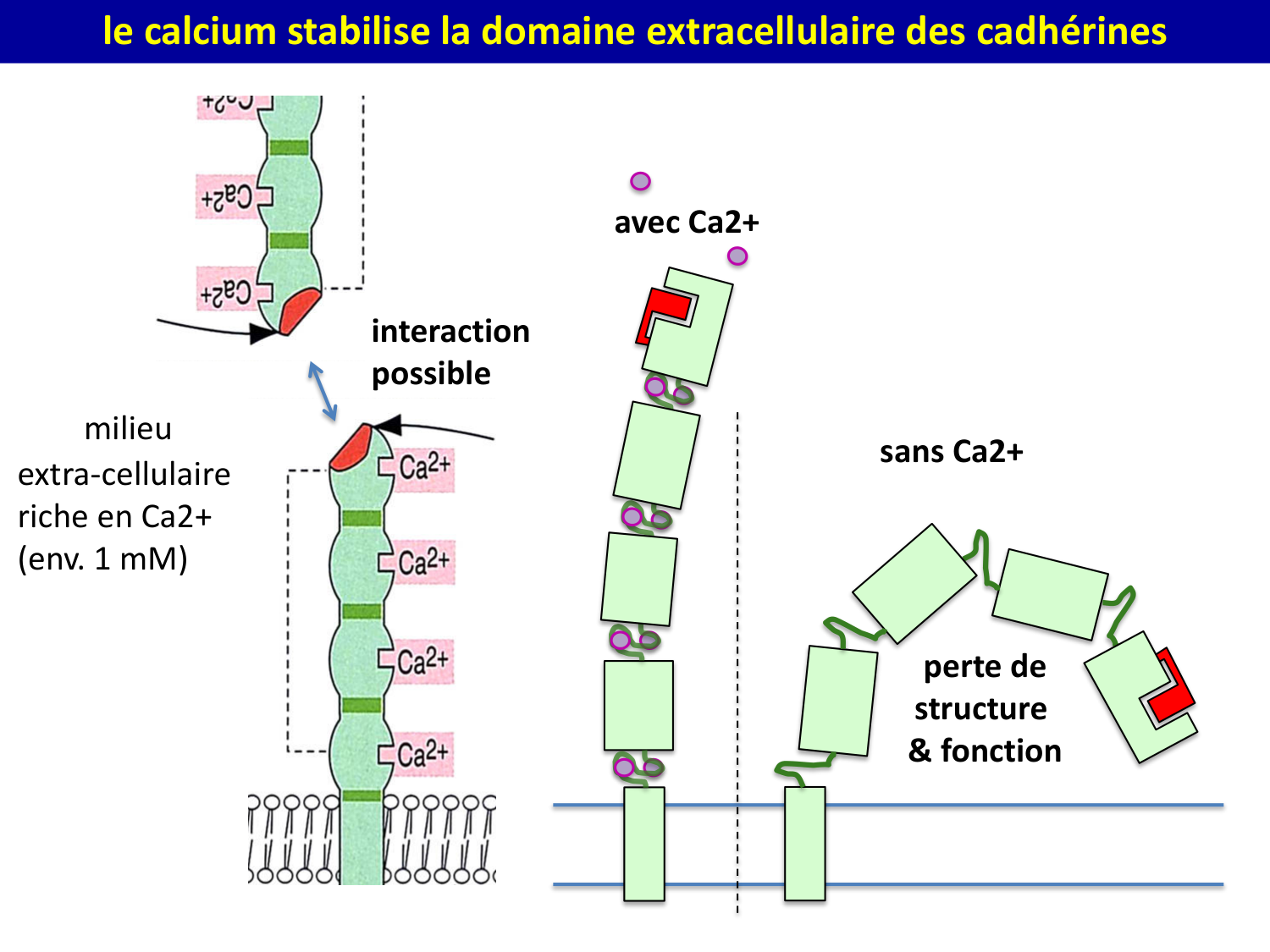 Molécules d’adhésion cellulaire page 14