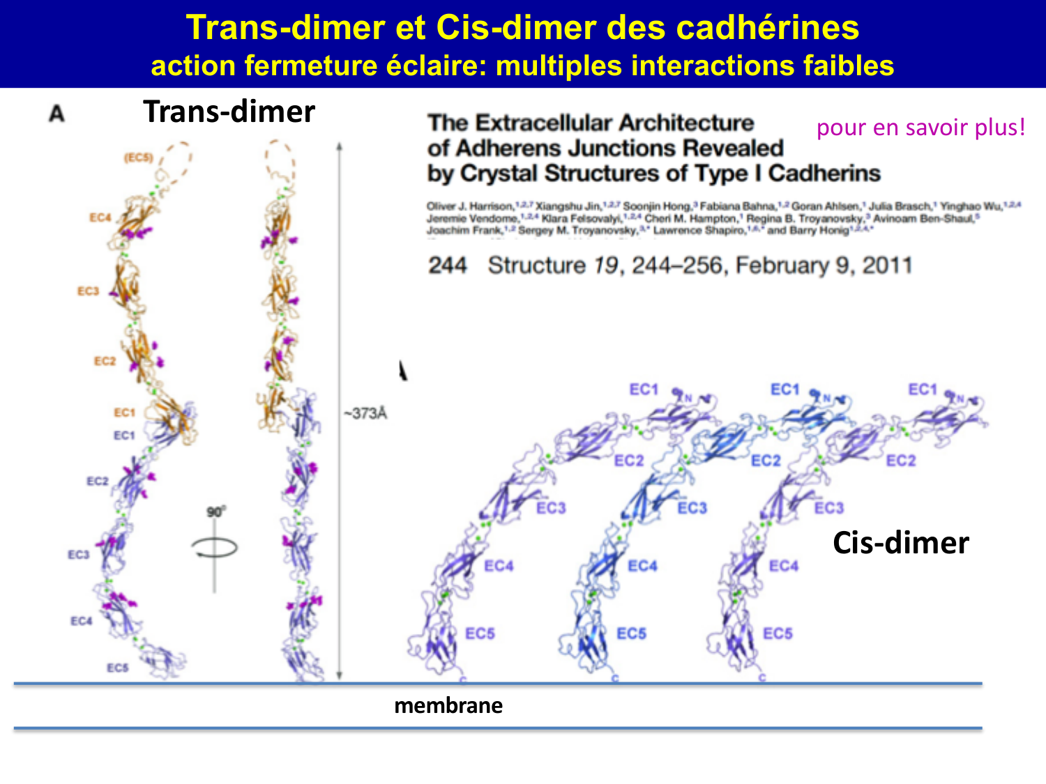 Molécules d’adhésion cellulaire page 15
