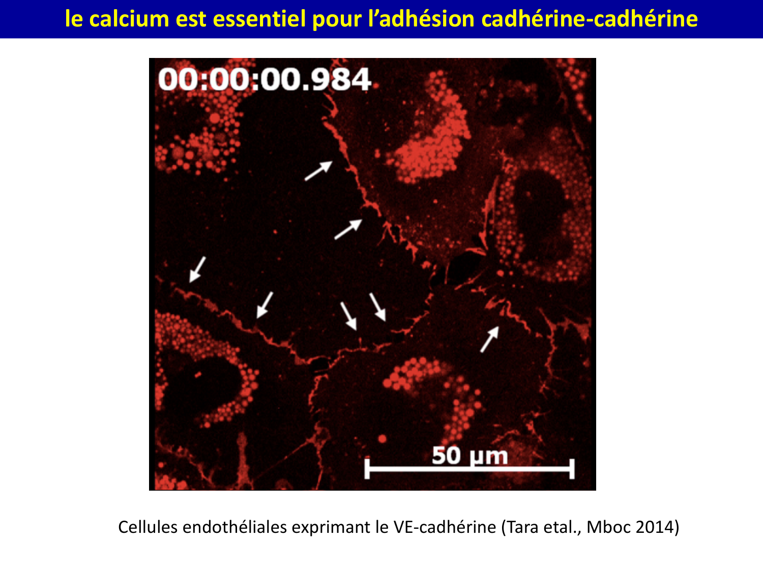 Molécules d’adhésion cellulaire page 16