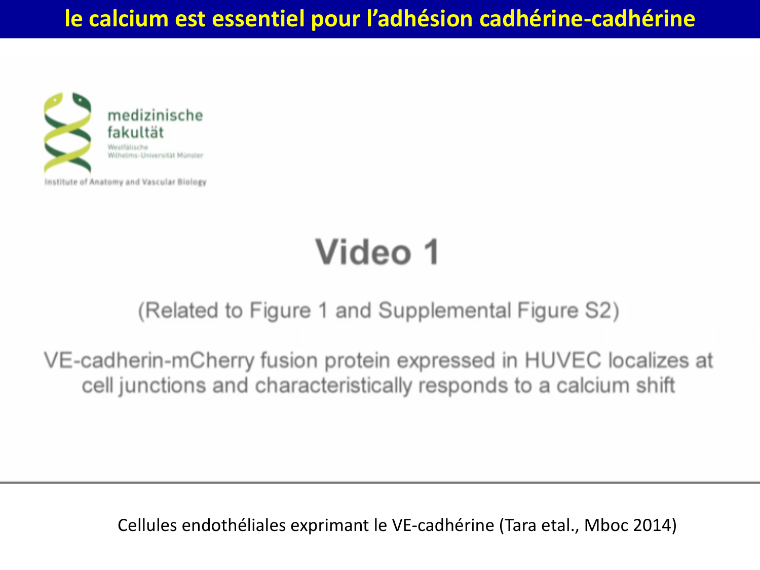 Molécules d’adhésion cellulaire page 17