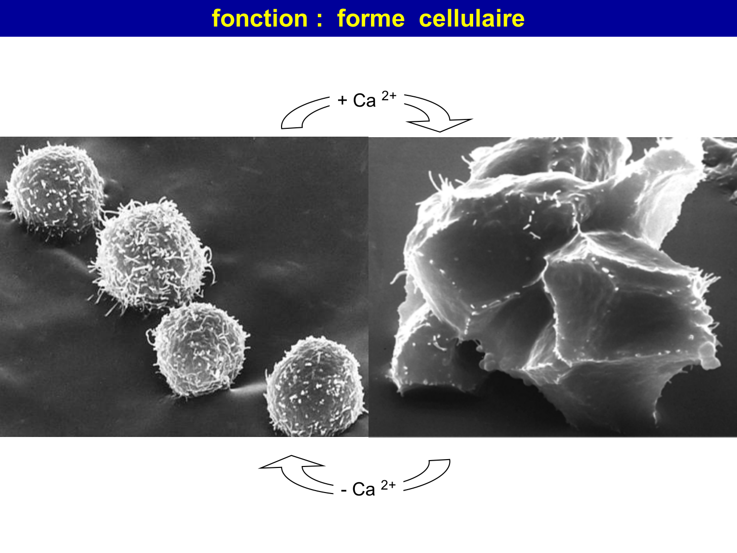Molécules d’adhésion cellulaire page 18