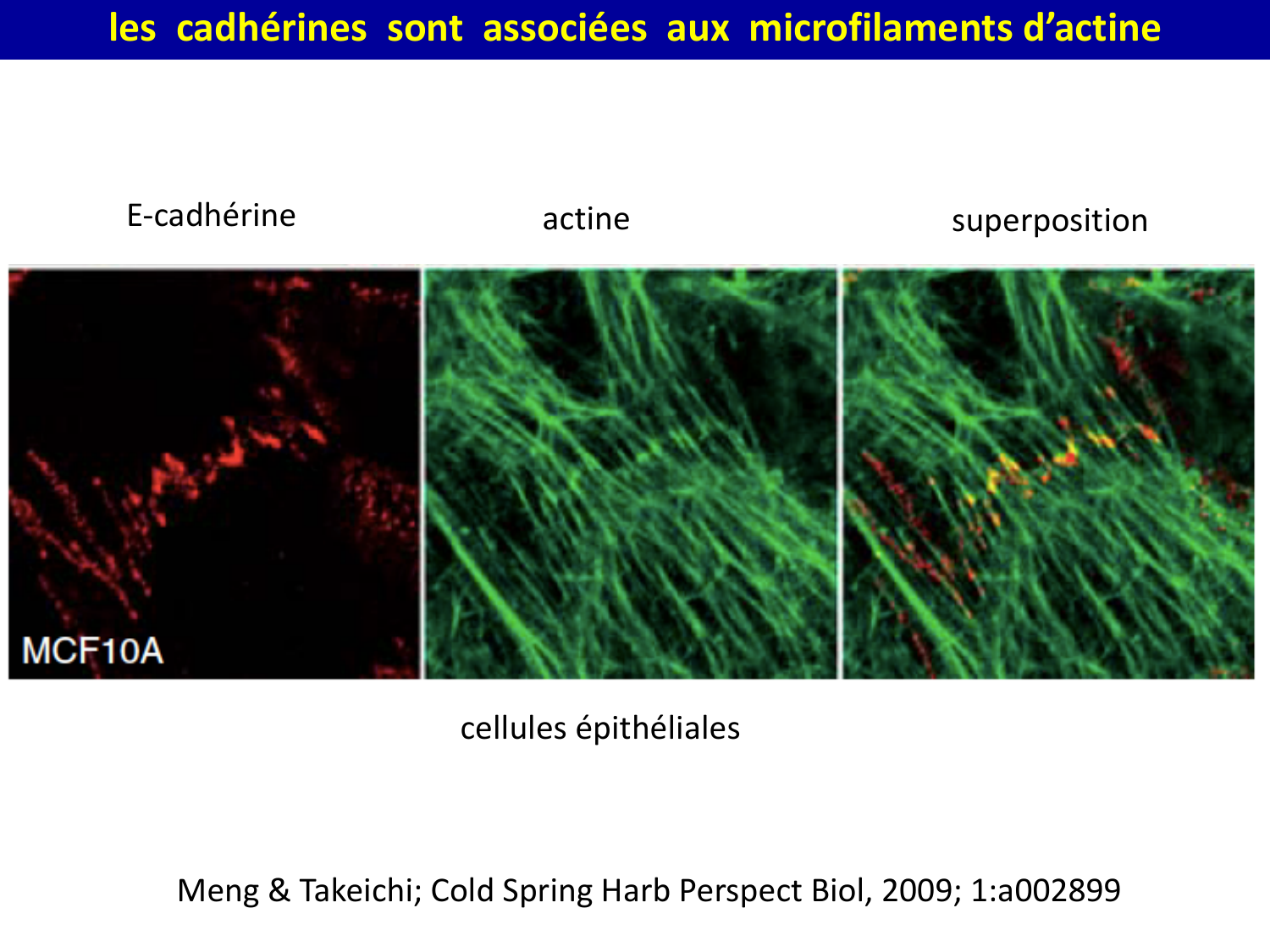 Molécules d’adhésion cellulaire page 19