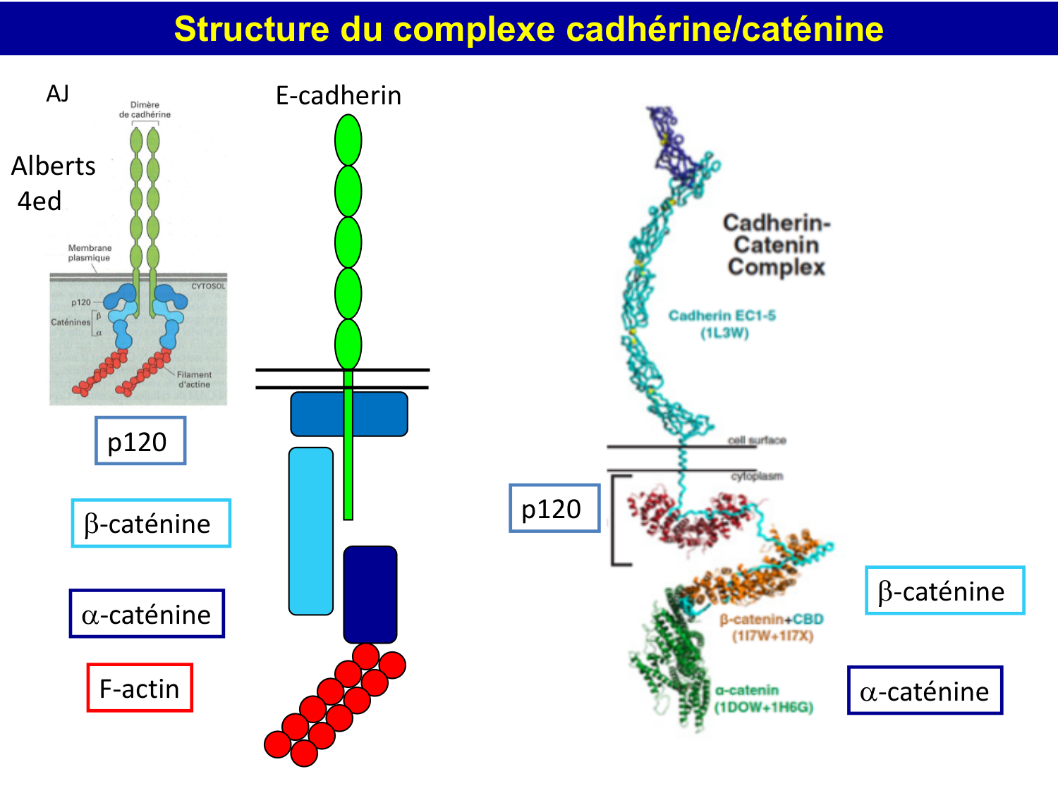 Molécules d’adhésion cellulaire page 20