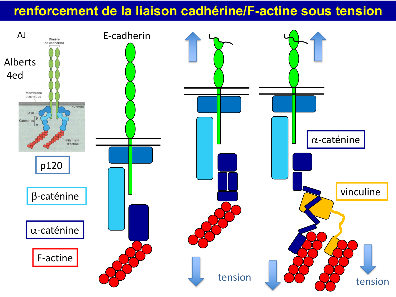 Molécules d’adhésion cellulaire page 21