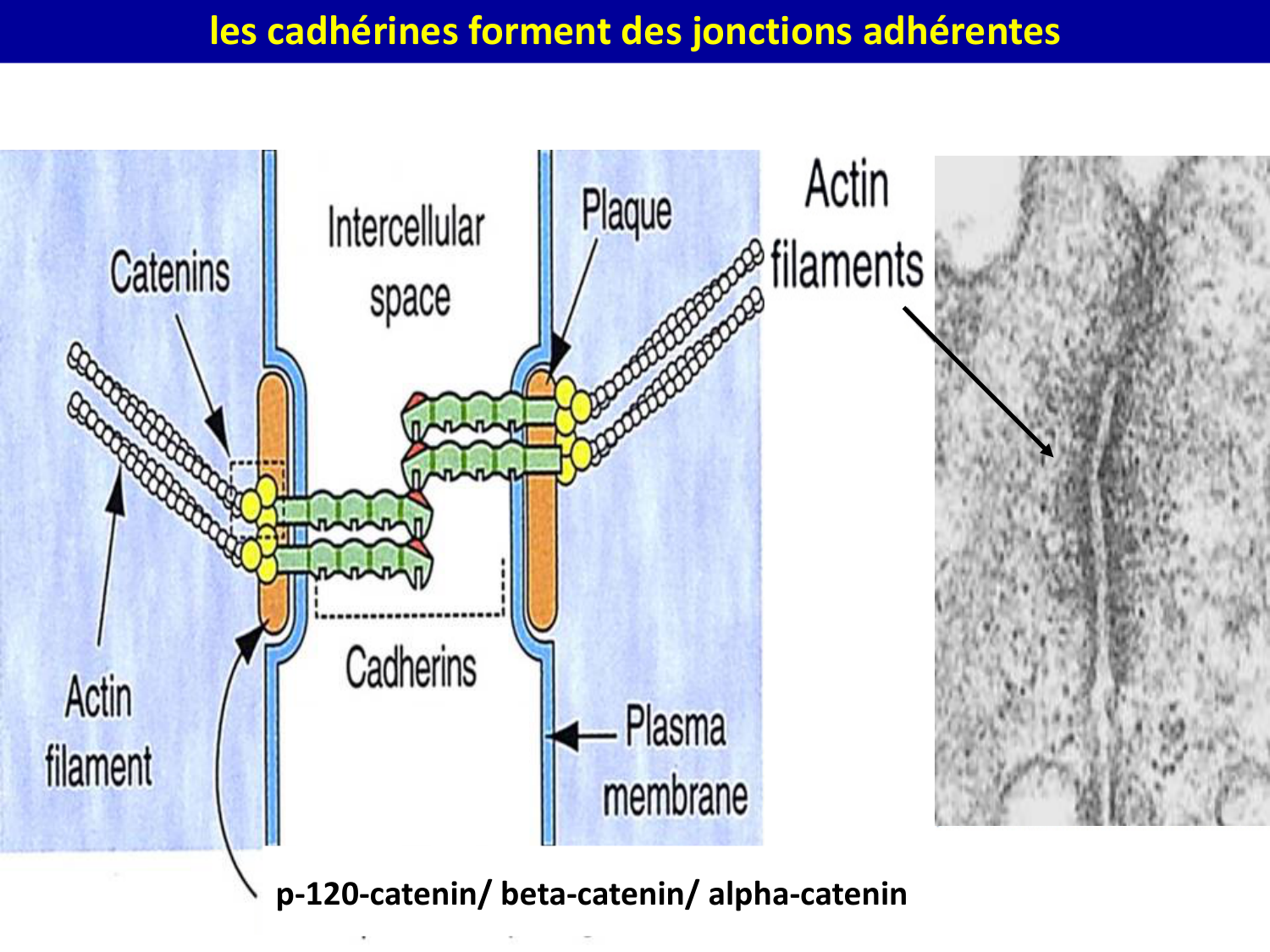 Molécules d’adhésion cellulaire page 22