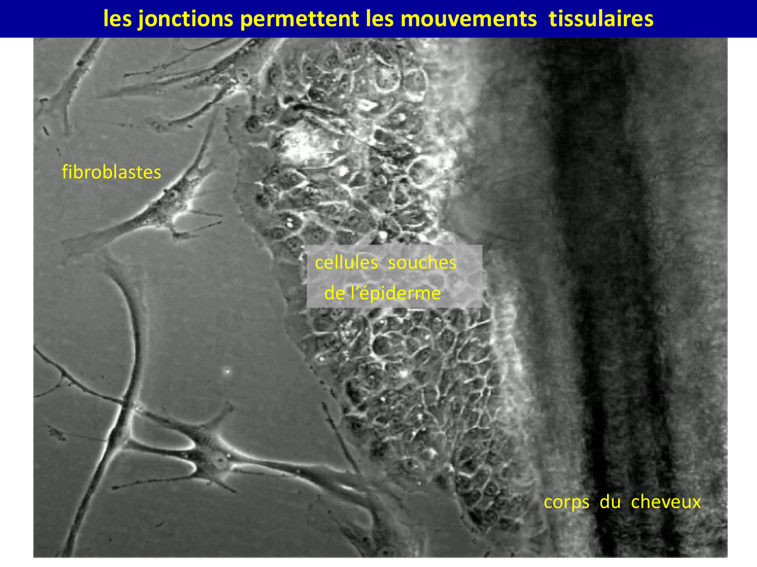 Molécules d’adhésion cellulaire page 23