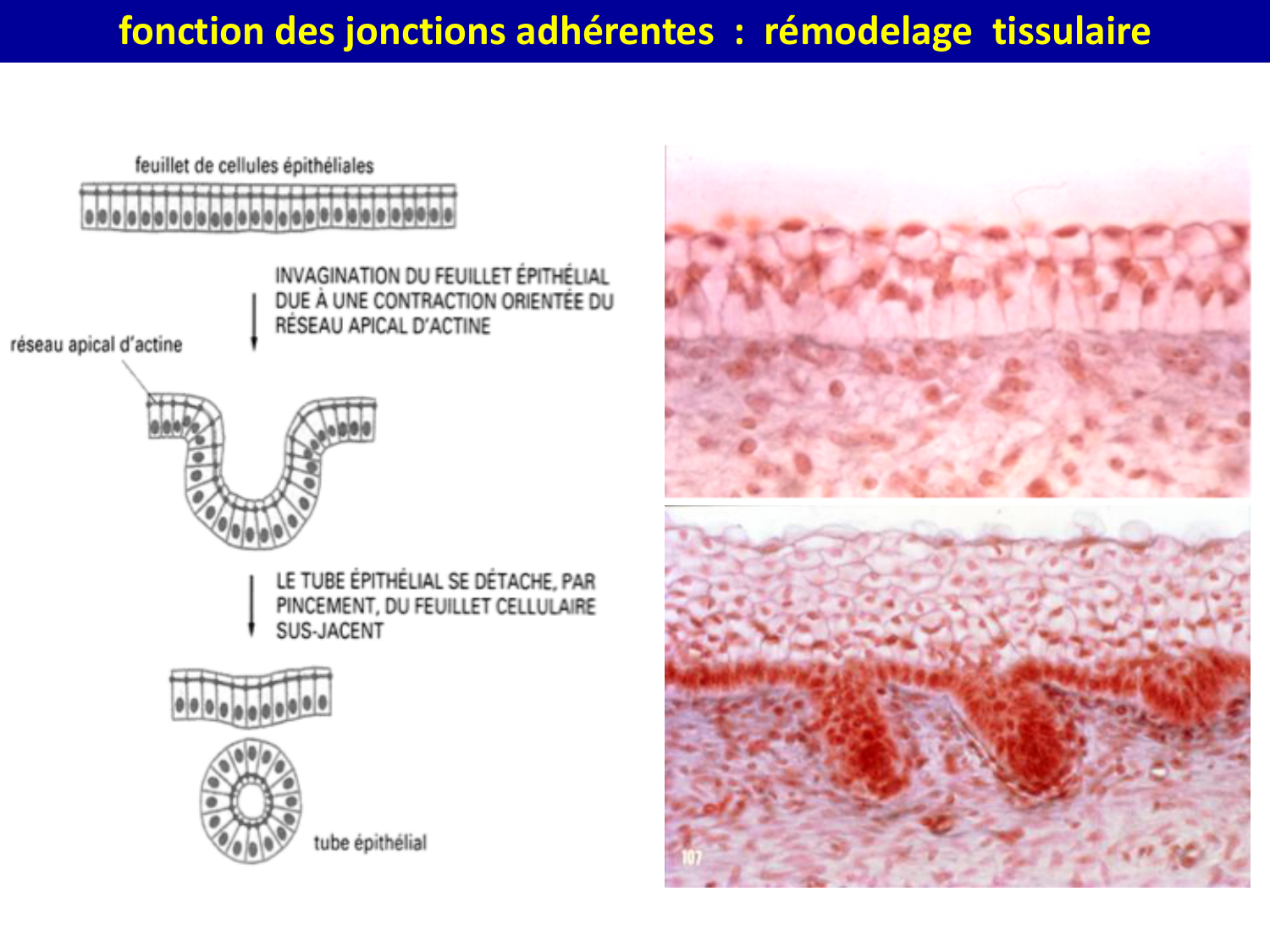 Molécules d’adhésion cellulaire page 24