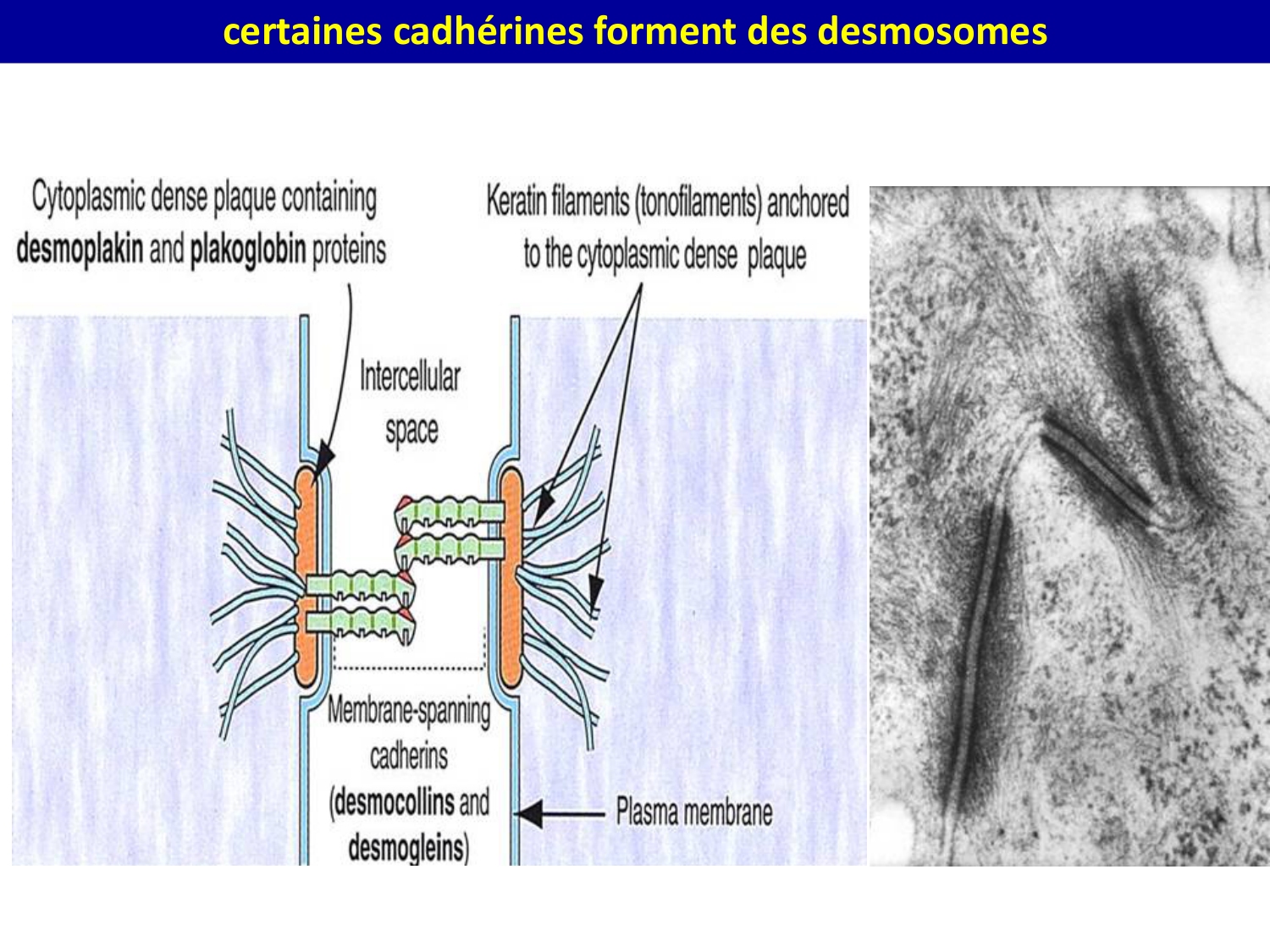 Molécules d’adhésion cellulaire page 25