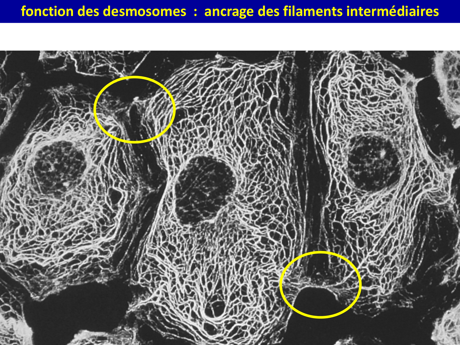 Molécules d’adhésion cellulaire page 26