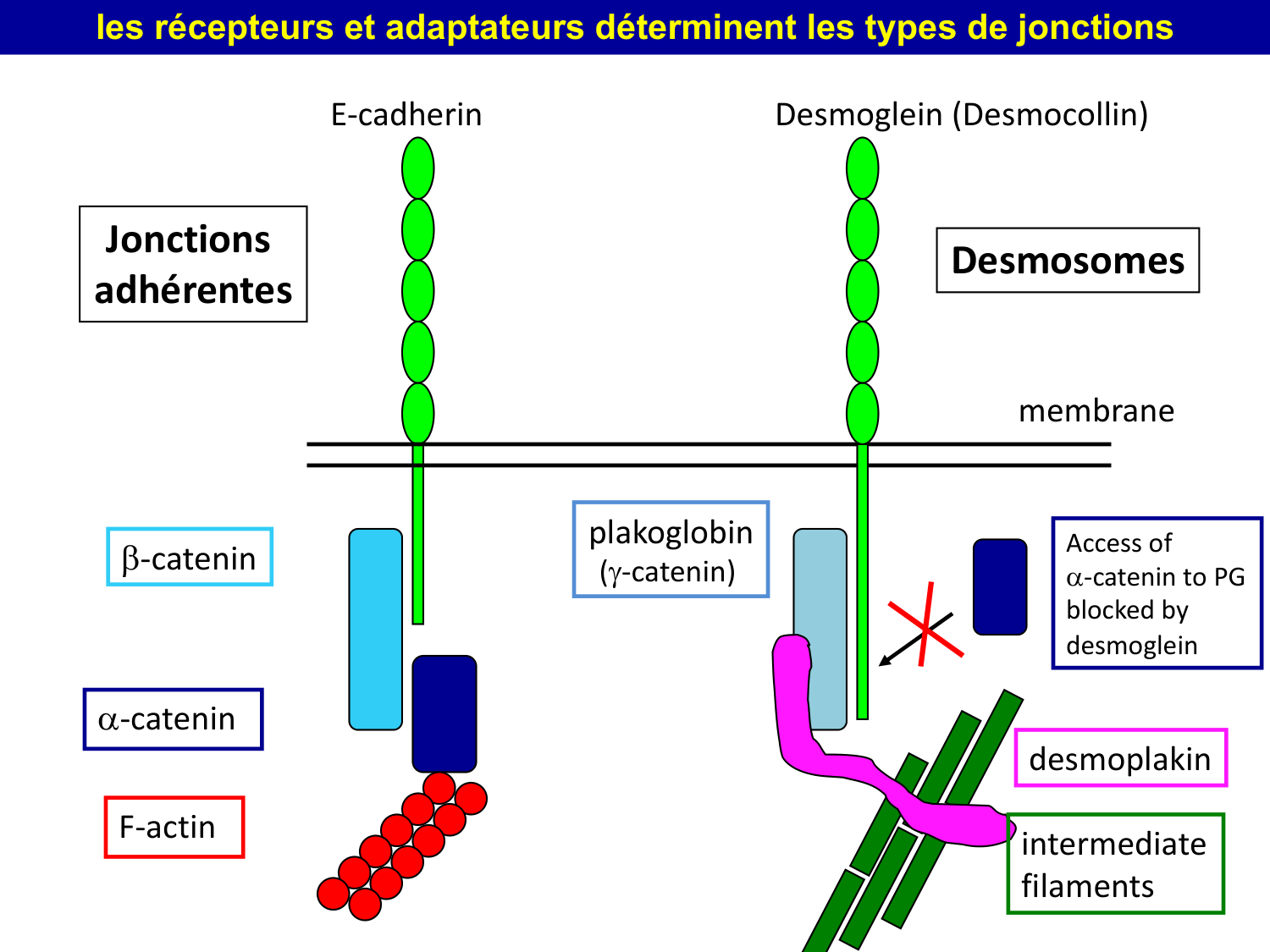 Molécules d’adhésion cellulaire page 27