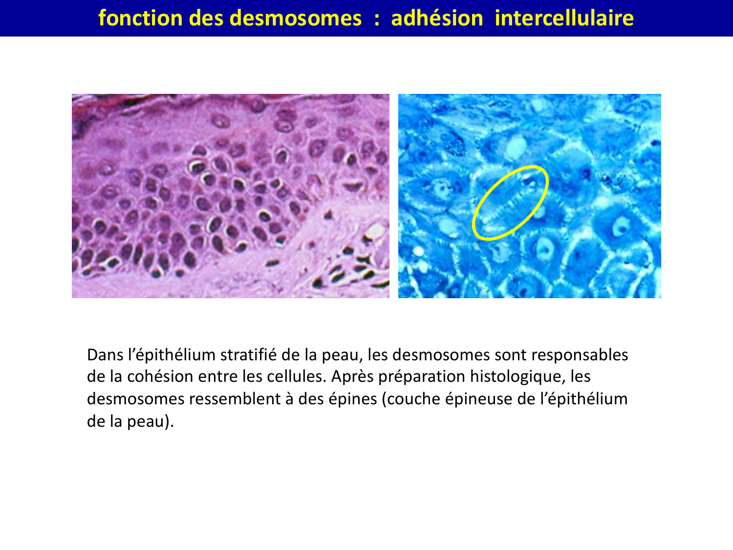 Molécules d’adhésion cellulaire page 28