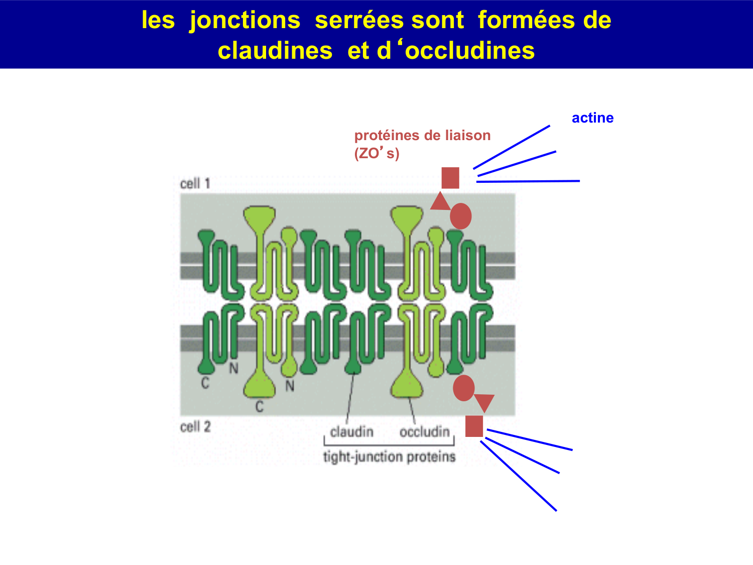 Molécules d’adhésion cellulaire page 32