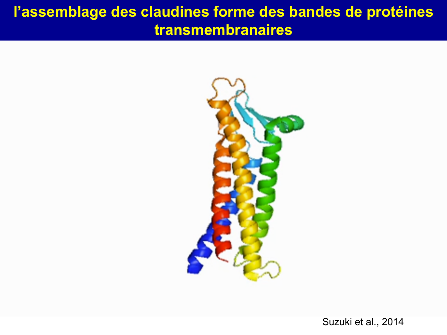 Molécules d’adhésion cellulaire page 33