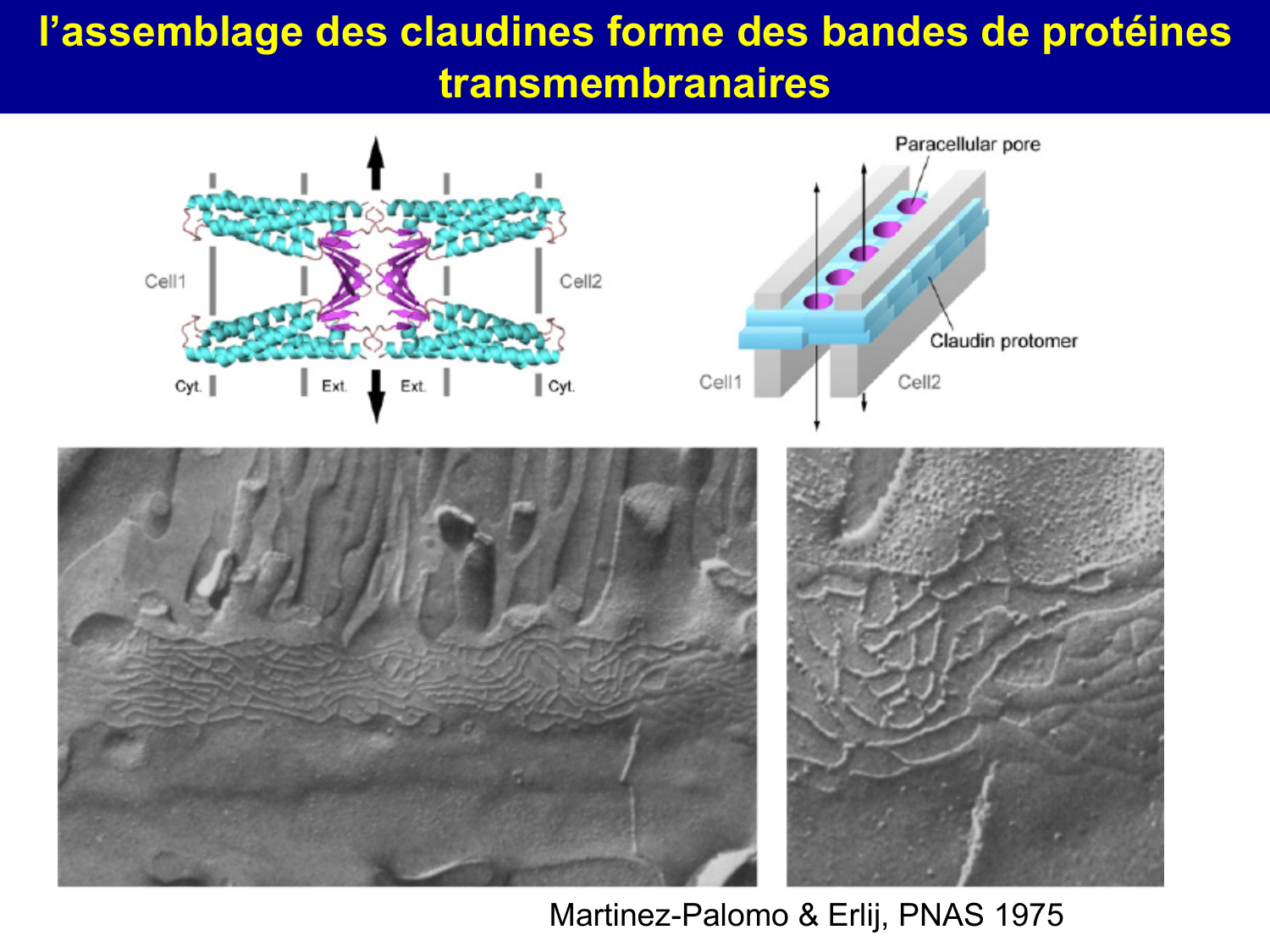 Molécules d’adhésion cellulaire page 34