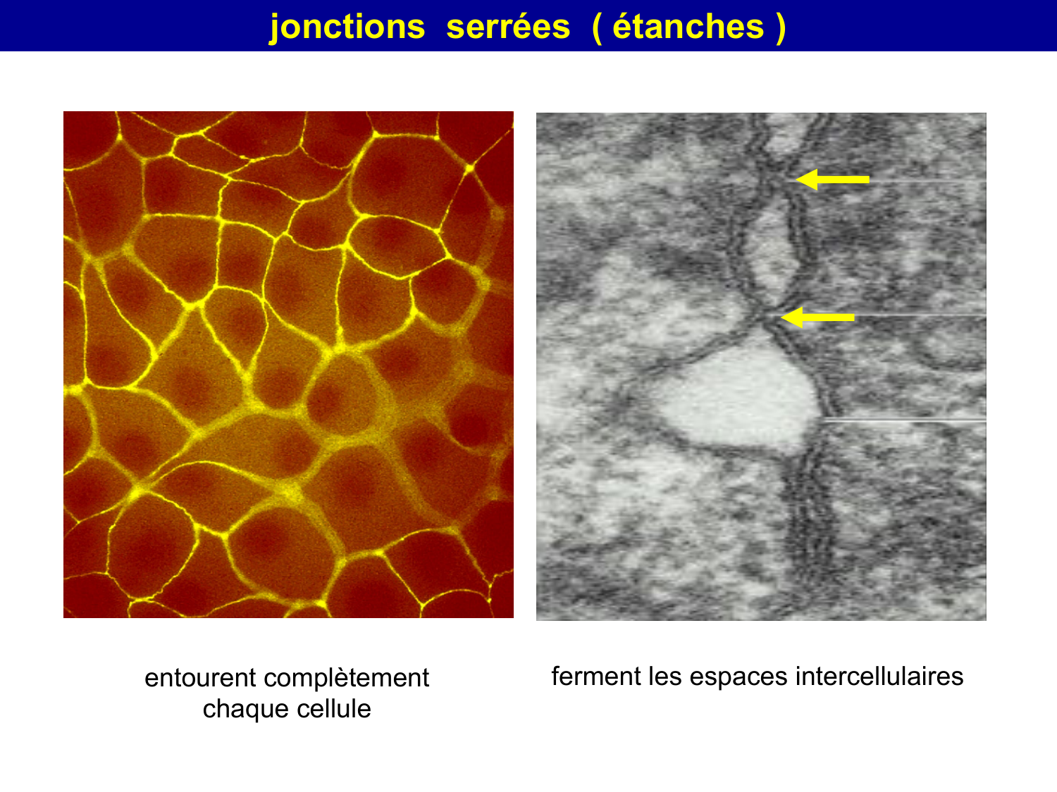 Molécules d’adhésion cellulaire page 35
