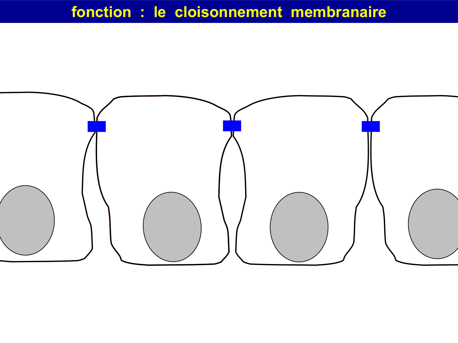 Molécules d’adhésion cellulaire page 36