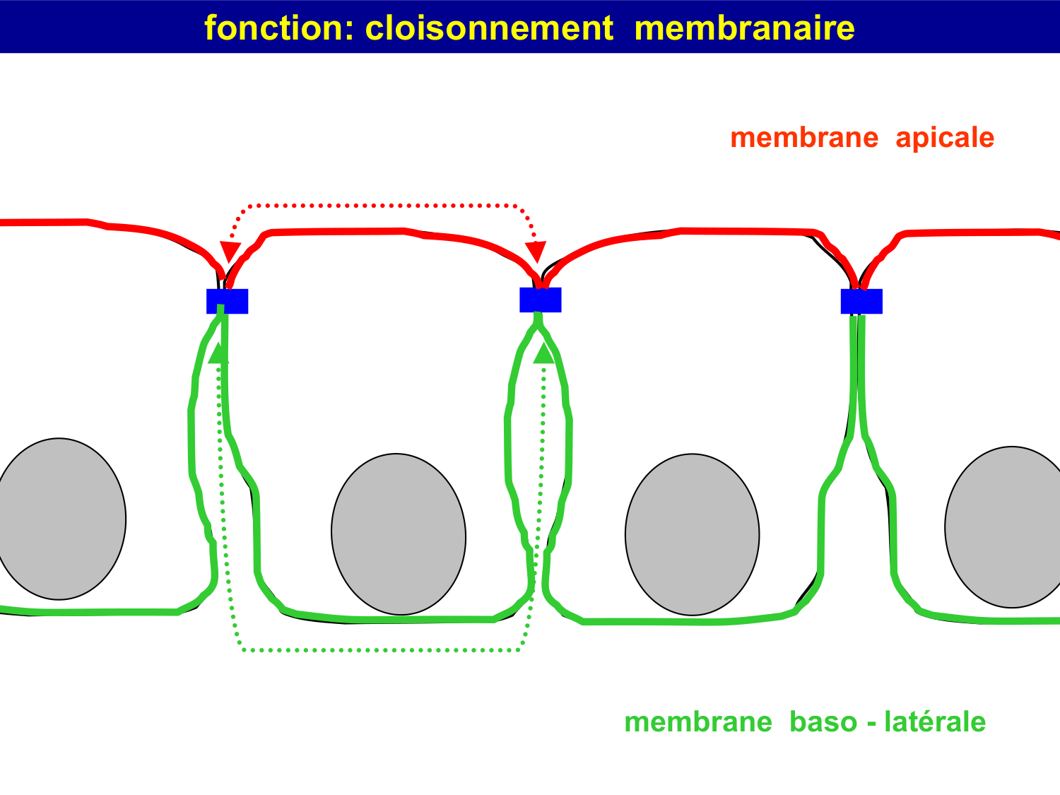 Molécules d’adhésion cellulaire page 37