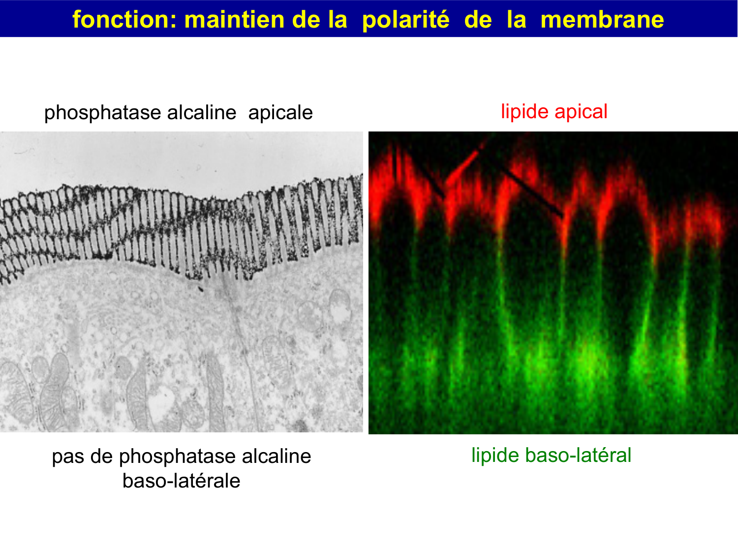 Molécules d’adhésion cellulaire page 38