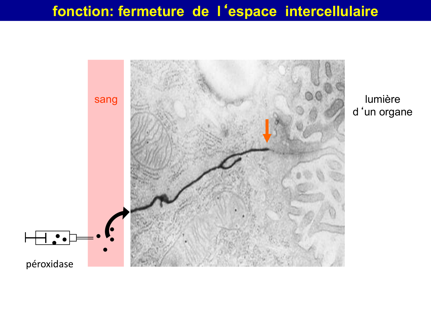 Molécules d’adhésion cellulaire page 39