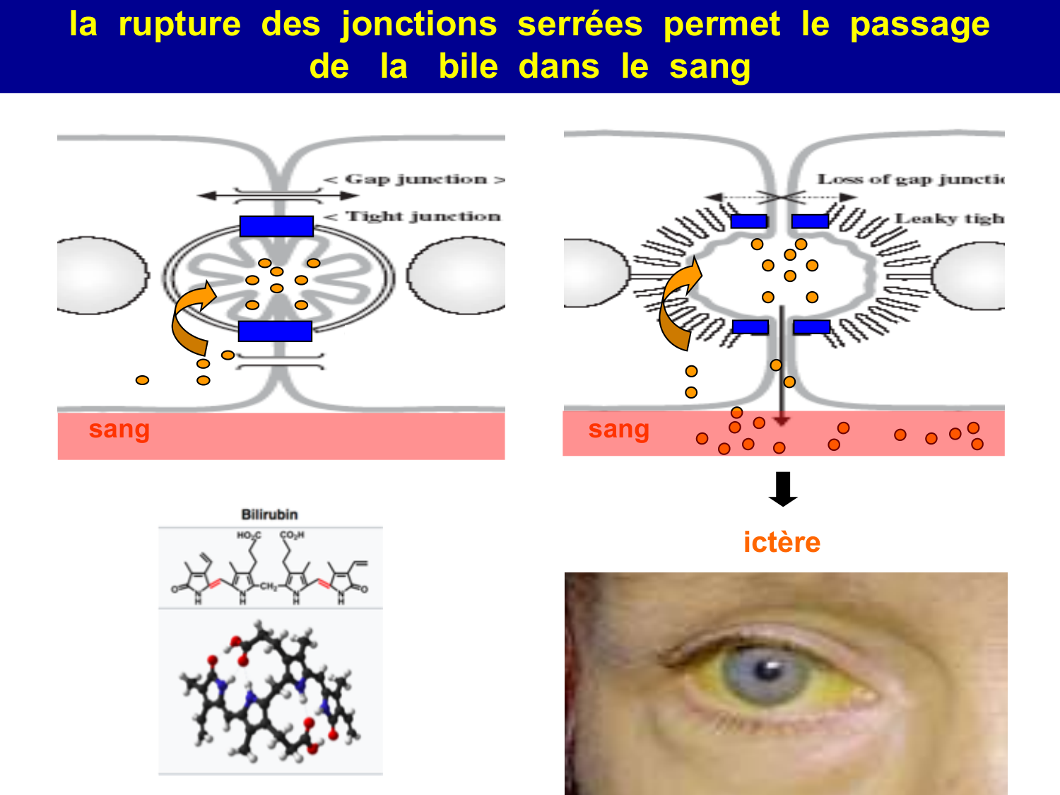 Molécules d’adhésion cellulaire page 40