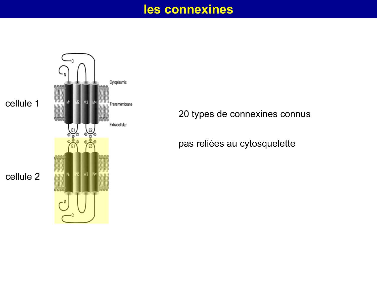 Molécules d’adhésion cellulaire page 42
