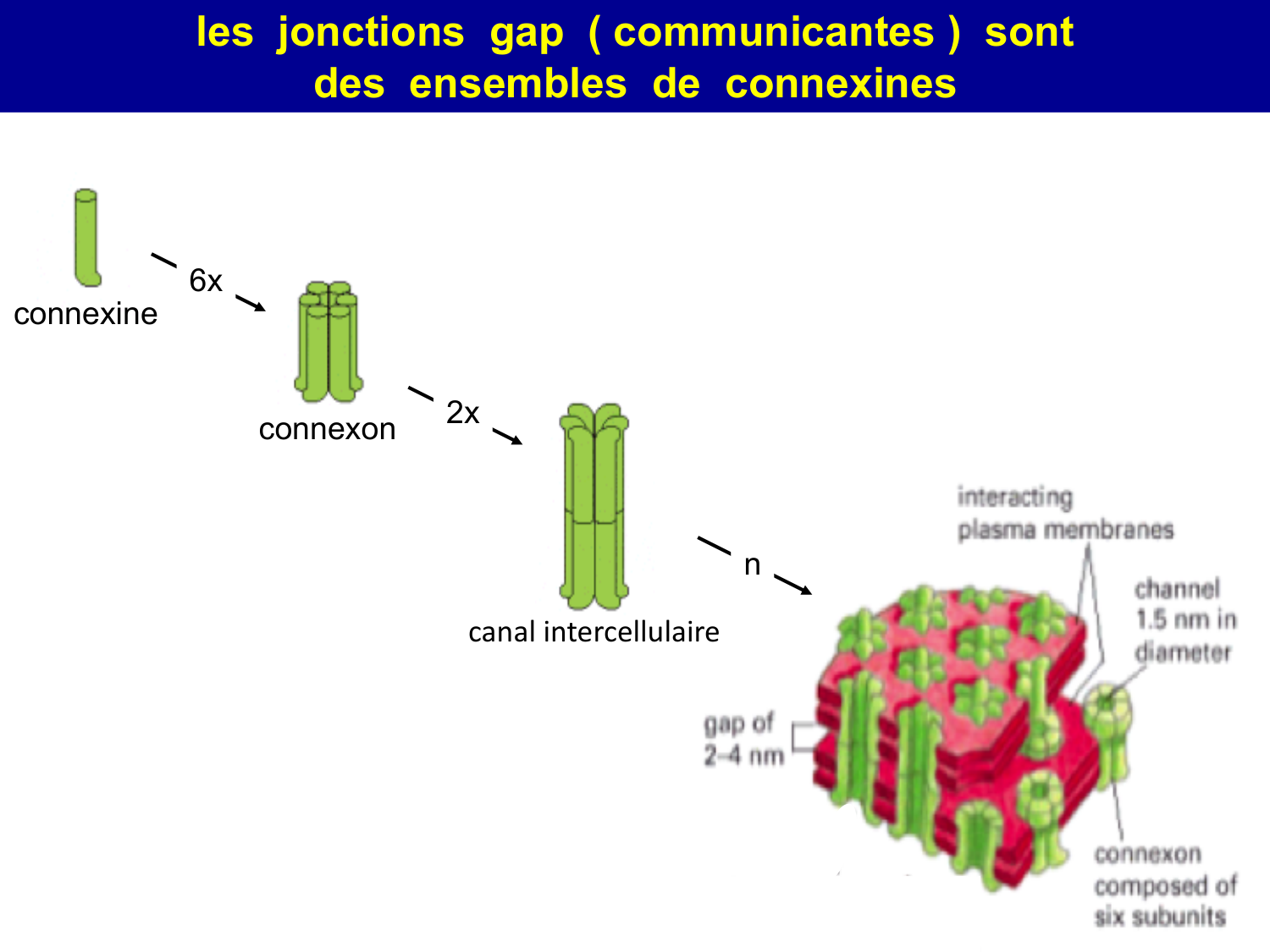 Molécules d’adhésion cellulaire page 43