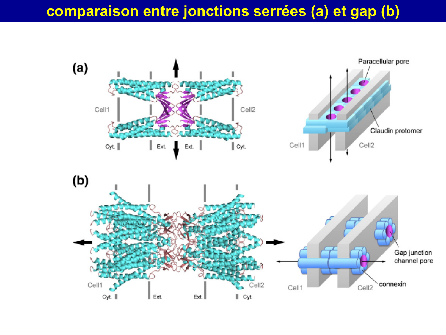 Molécules d’adhésion cellulaire page 44
