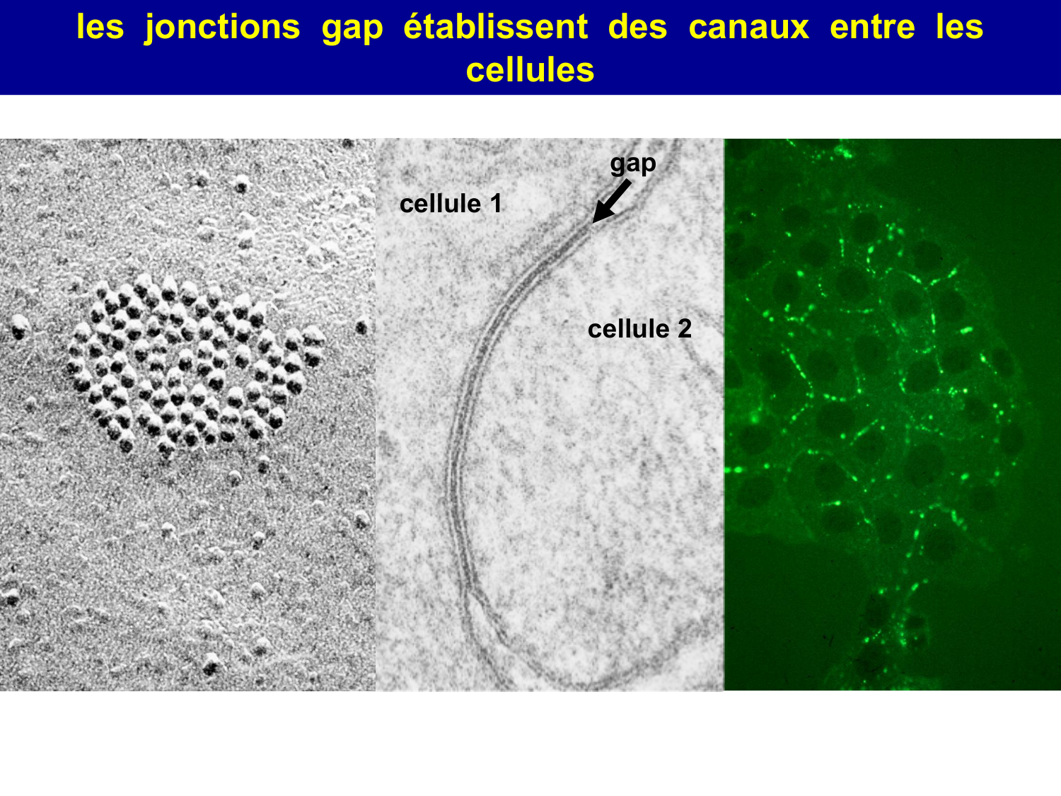 Molécules d’adhésion cellulaire page 45
