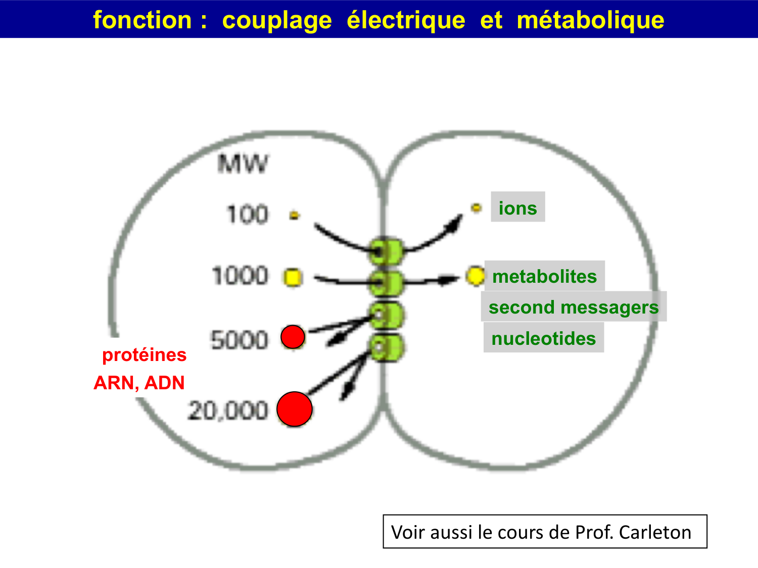 Molécules d’adhésion cellulaire page 46