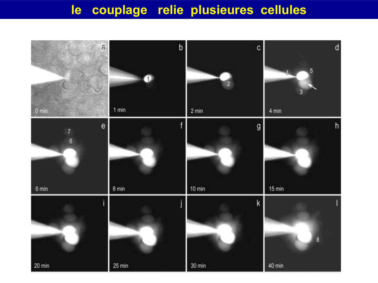 Molécules d’adhésion cellulaire page 47