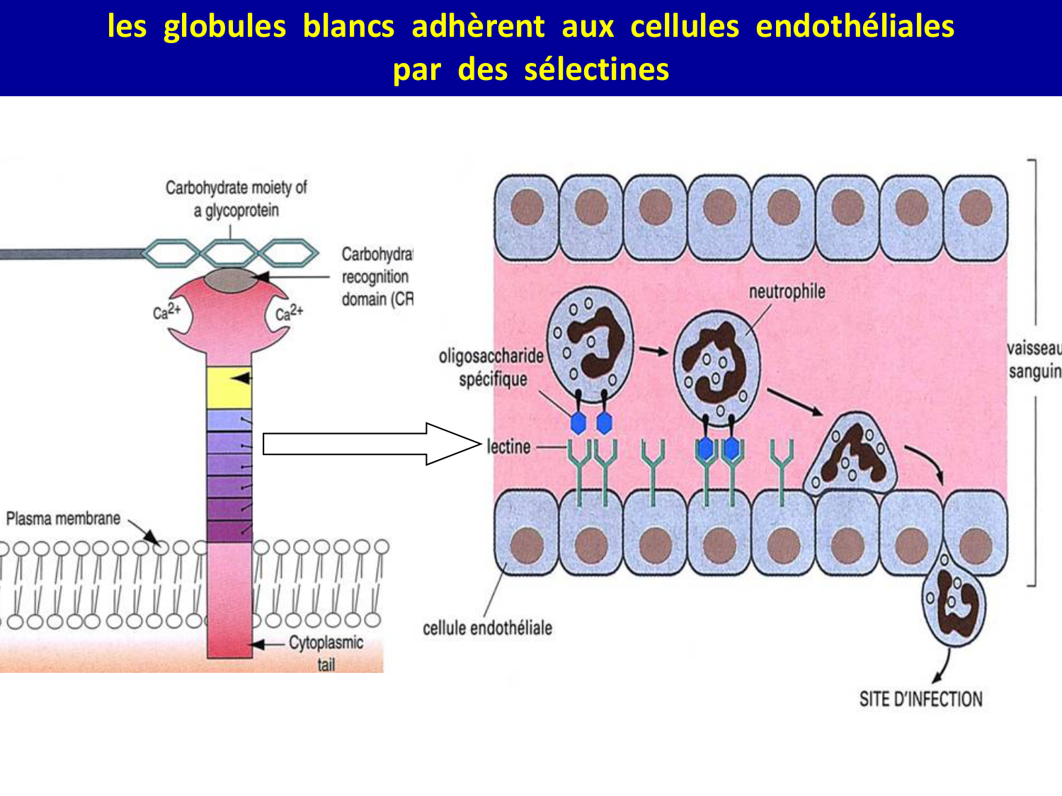 Molécules d’adhésion cellulaire page 50