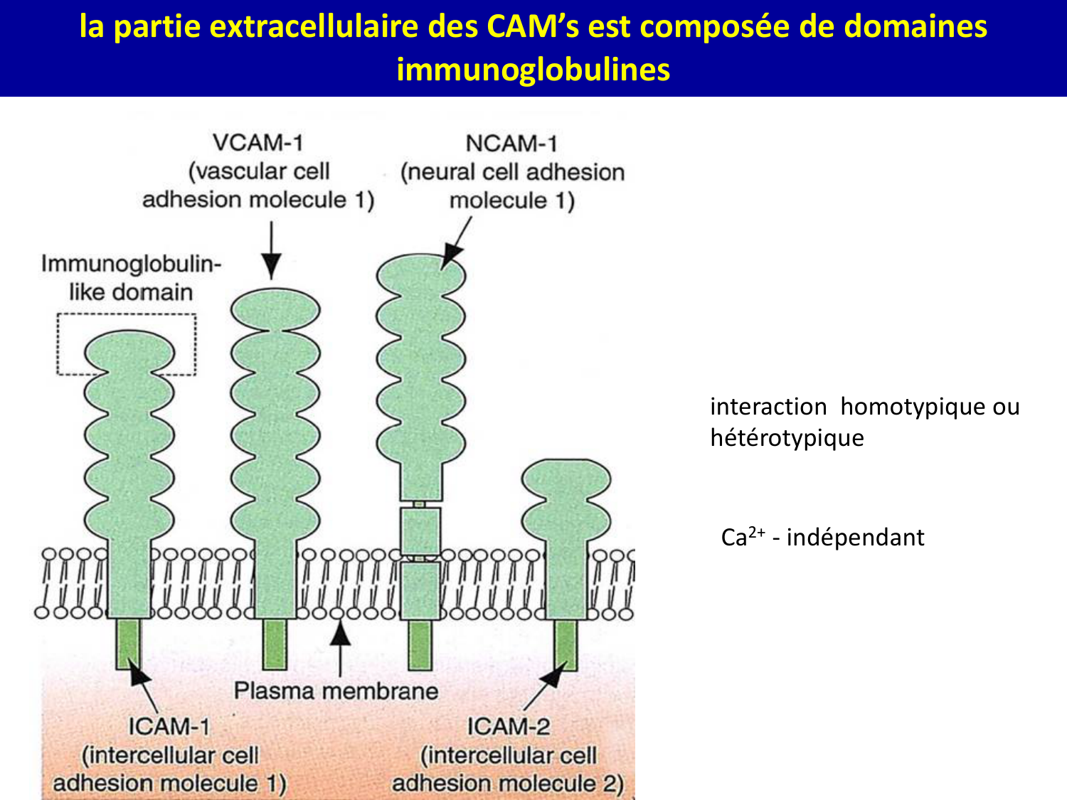 Molécules d’adhésion cellulaire page 52