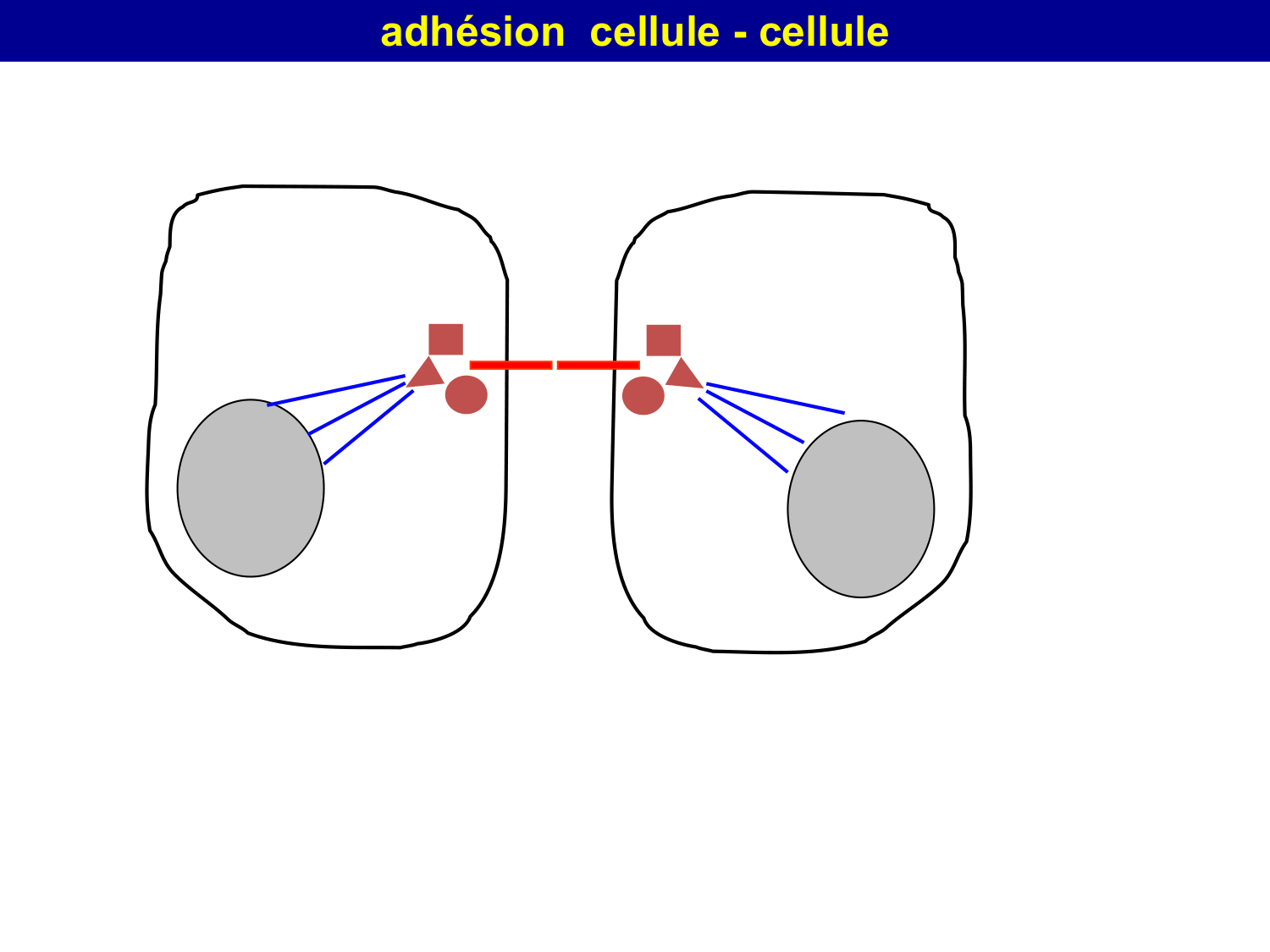 Molécules d’adhésion cellulaire page 54