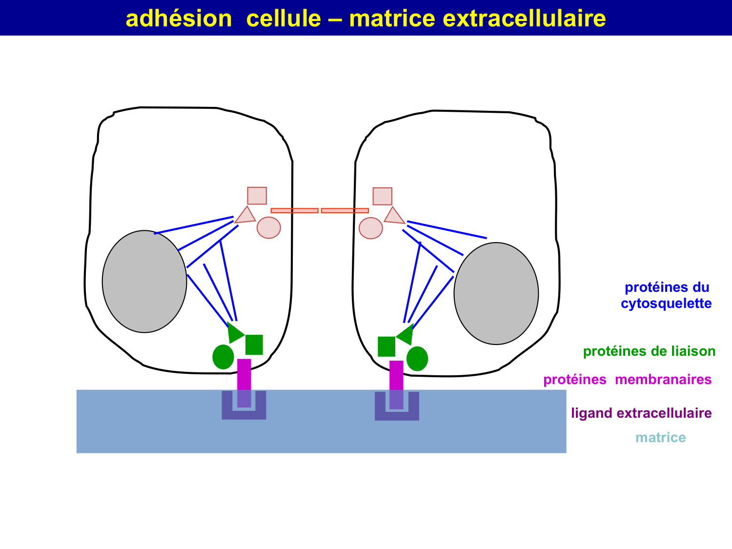 Molécules d’adhésion cellulaire page 55