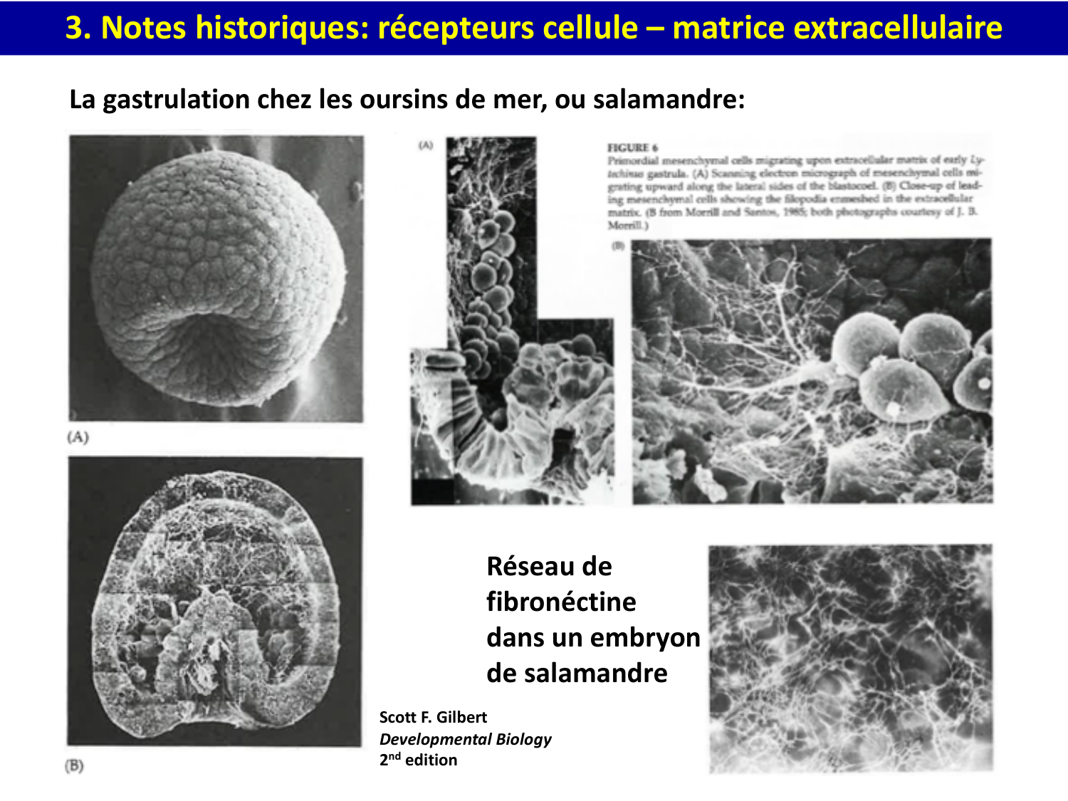 Molécules d’adhésion cellulaire page 56