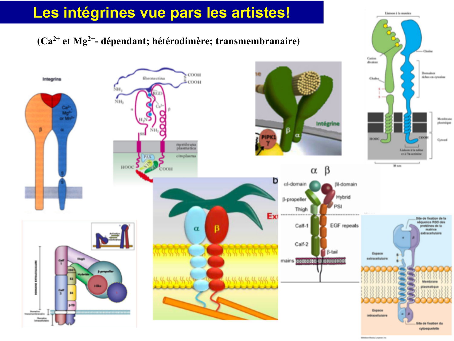 Molécules d’adhésion cellulaire page 58