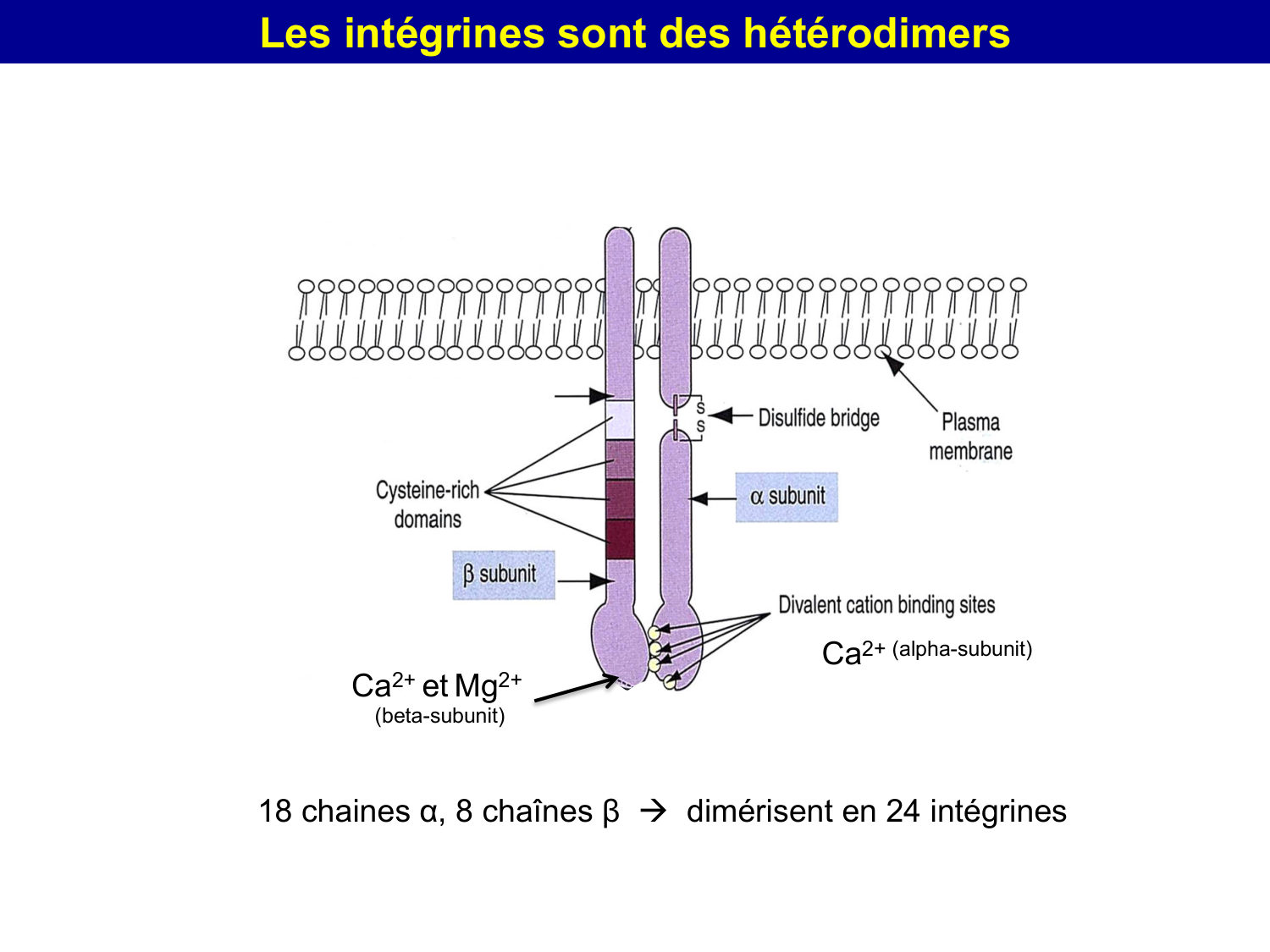 Molécules d’adhésion cellulaire page 59