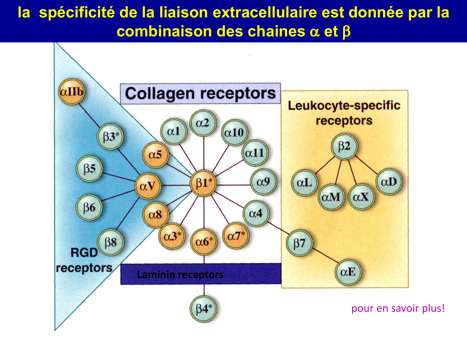 Molécules d’adhésion cellulaire page 60