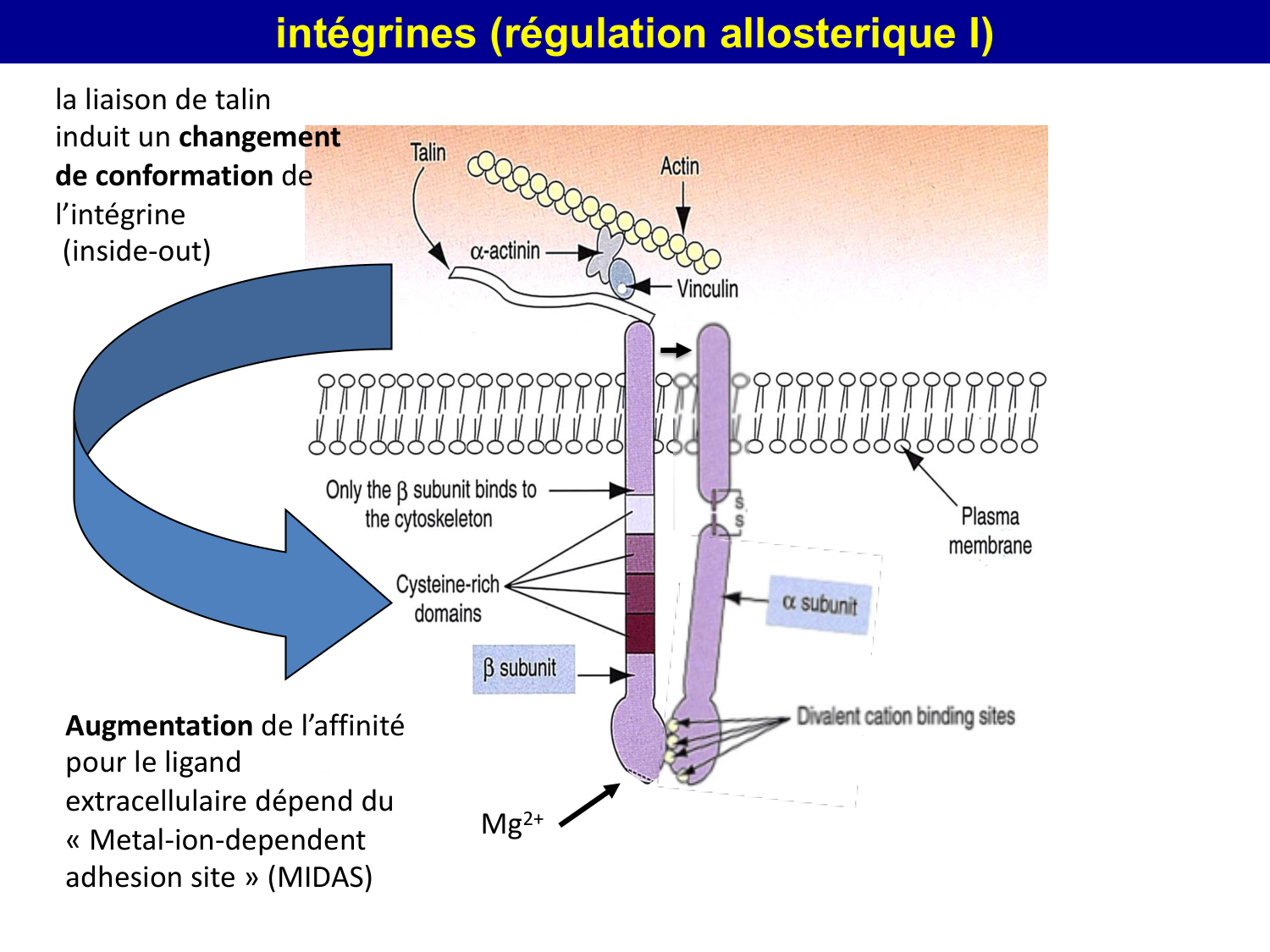 Molécules d’adhésion cellulaire page 61