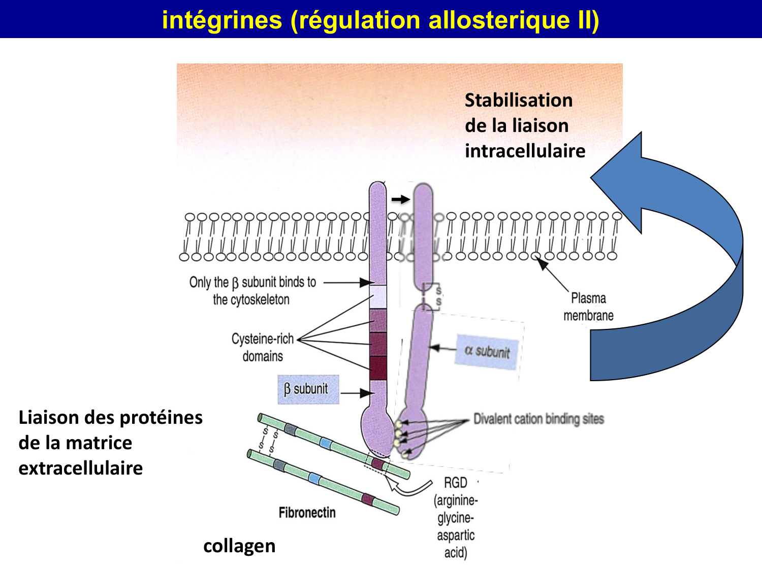 Molécules d’adhésion cellulaire page 62